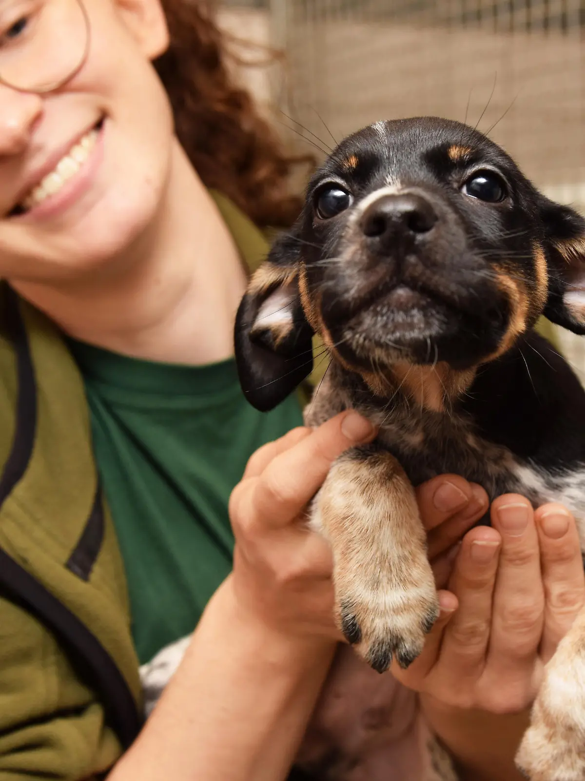 Jack-Russel-Mischling Colja
