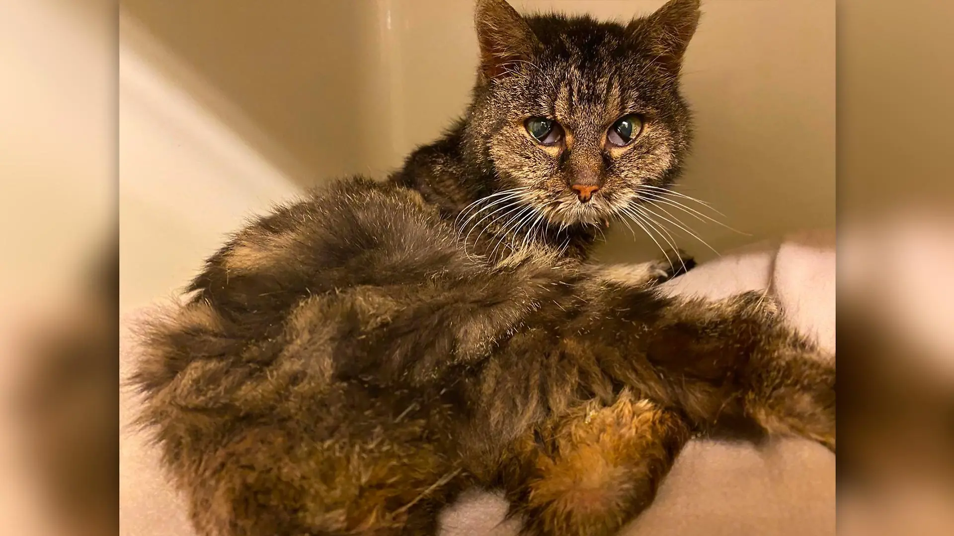Die Katze, die im Tierheim Köln-Dellbrück abgegeben wurde, wiegt nur 1,5 Kilogramm.