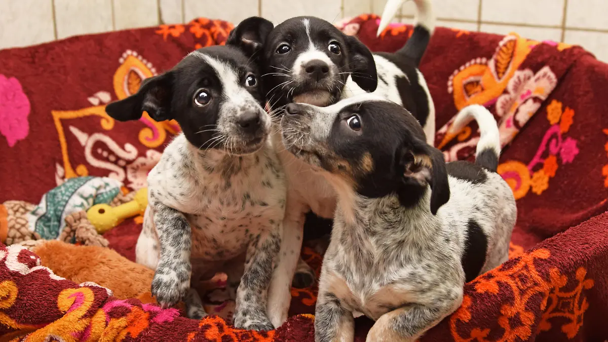 Mia, Maja und Mira