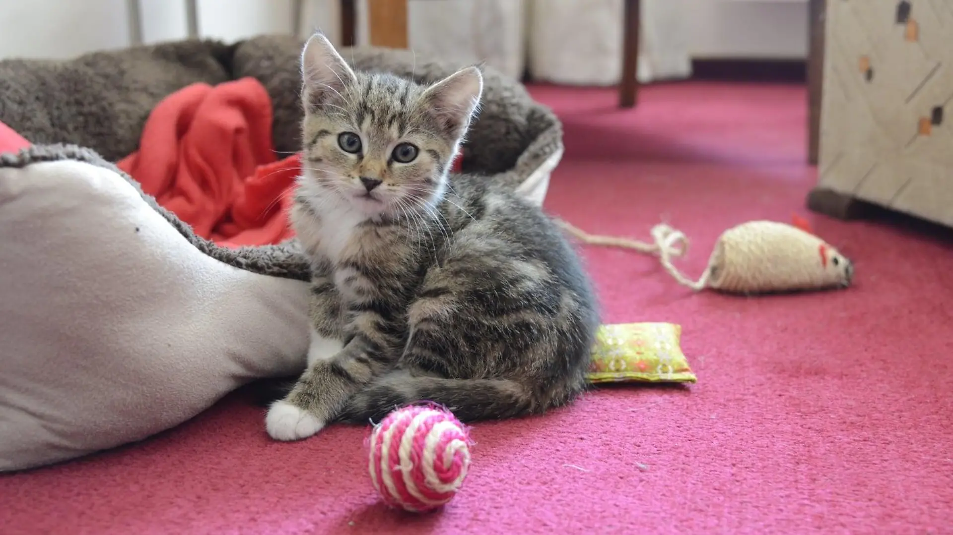 Kater Simba wird aktuell von der Tierhilfe Torgau aufgepäppelt.