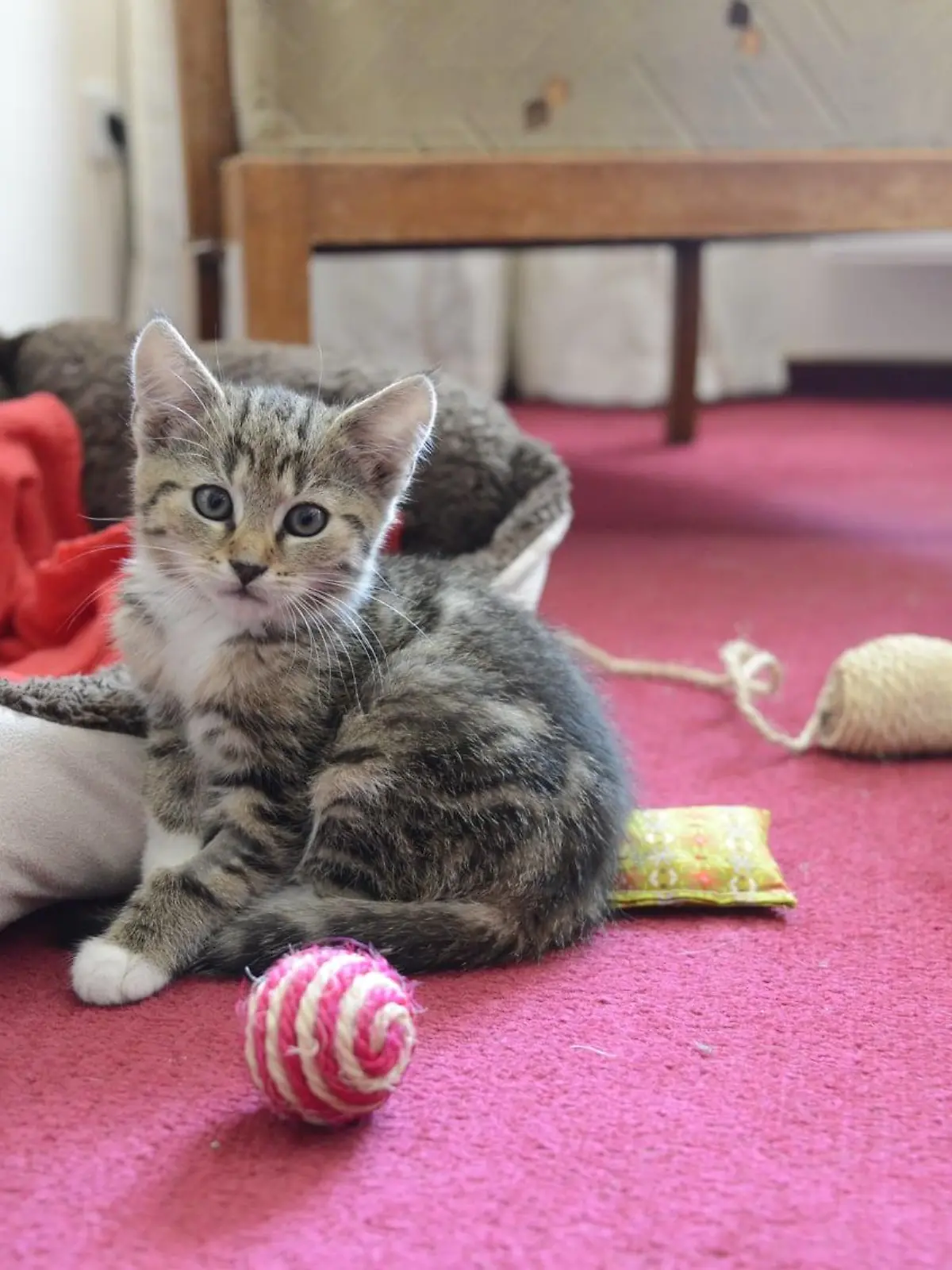 Kater Simba wird aktuell von der Tierhilfe Torgau aufgepäppelt.