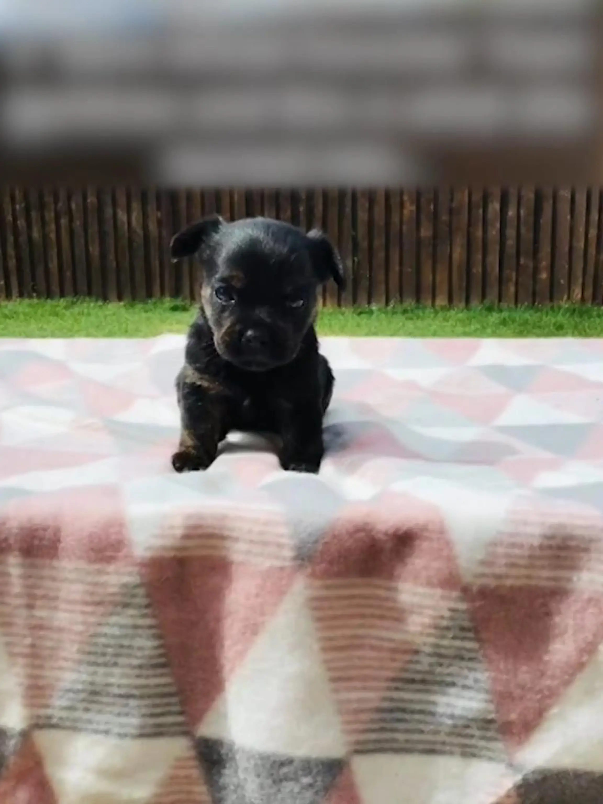 Laut Anzeige sollte ein reinrassiger French Bulldoggen Welpe verkauft werden. Doch trotz berechtigter Zweifel, verliebte sich eine Frau in den Hund.