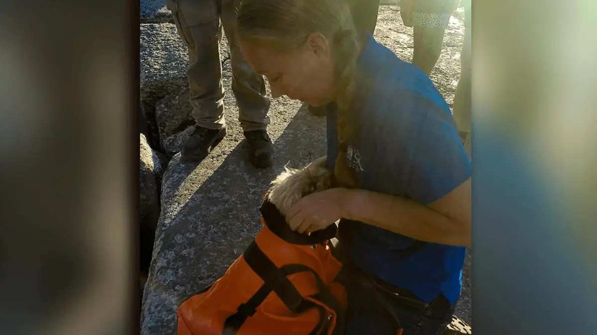 Hündin Liza konnte aus einer Felsspalte gerettet werden.