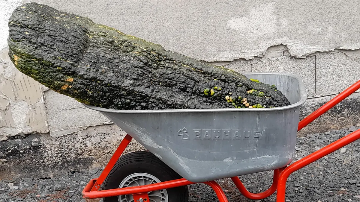 Zucchini in Schubkarre