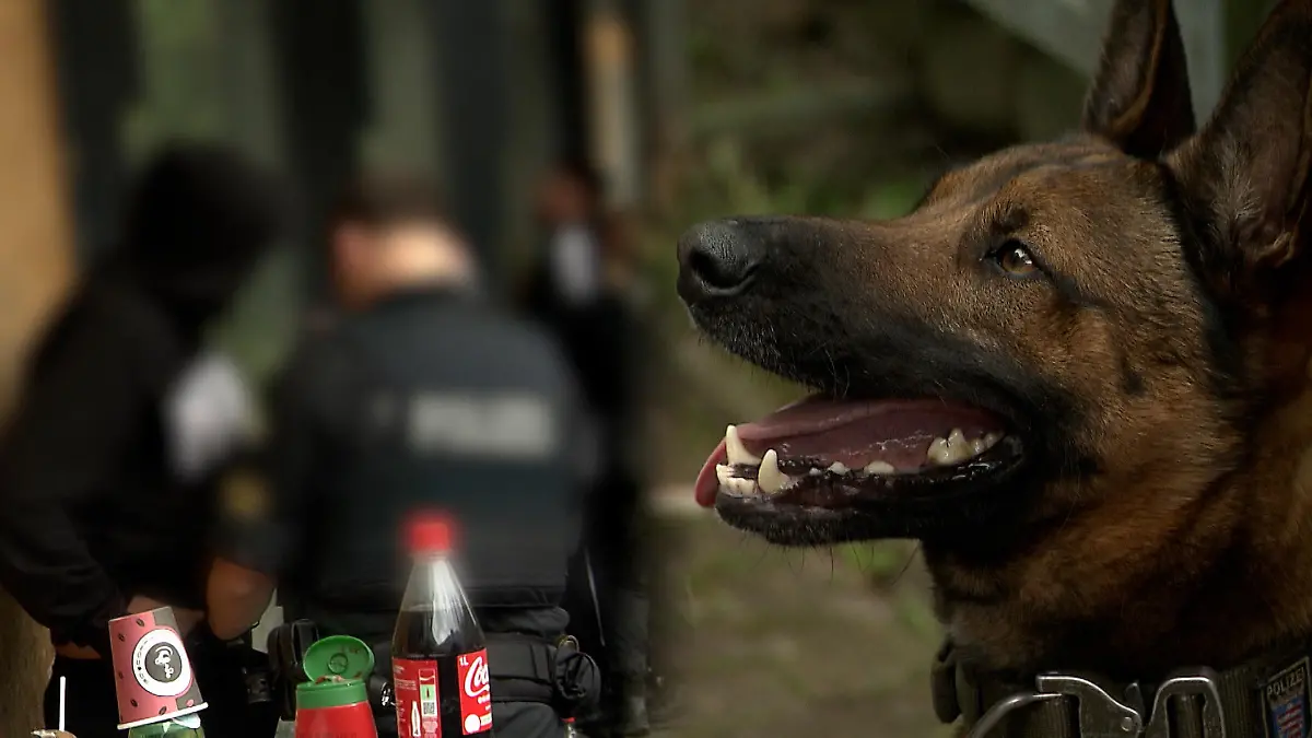 Gangster sauer: Hund Leo erschnuppert „verdächtige Päckchen" Gangster werden wütend