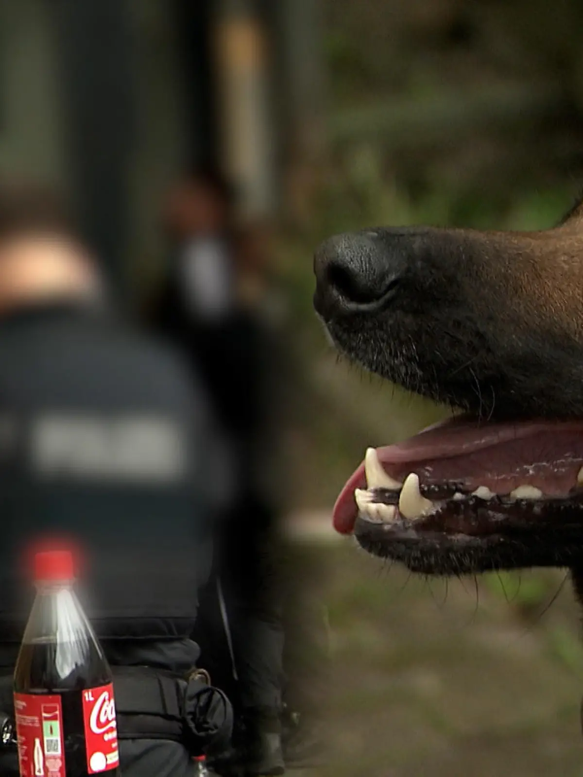 Bild zu: "Gangster sauer: Hund Leo erschnuppert „verdächtige Päckchen""