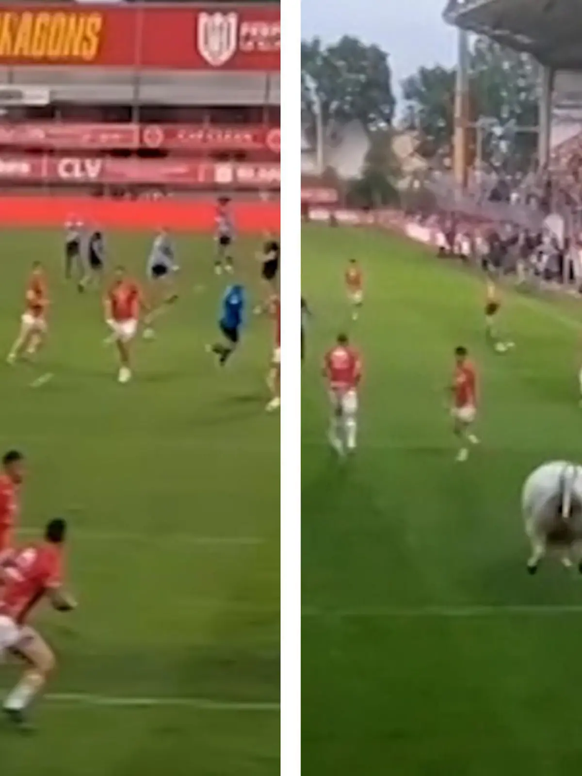 Während eines Super-League-Spiels in Frankreich gerät ein Bulle plötzlich außer Kontrolle. Er stürmt auf das Spielfeld und versetzt Spieler und Zuschauer in Angst und Schrecken. Sein Betreuer kann ihn nicht mehr bändigen und wird selbst fast zum Spielball. Im Video sehen Sie die dramatischen Szenen und erfahren, ob jemand verletzt wurde.
