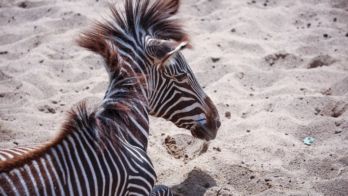 25.05.2023, Sachsen, Leipzig: Ein Zebra liegt im Sand der Kiwara-Savanne im Leipziger Zoo. Der Leipziger Zoo steht seit einigen Tagen in scharfer Kritik. Dabei geht es auch um einen im März geschlachteten Zebra-Hengst, der vor Besucherinnen und Besuchern an Löwen verfüttert wurde. Vor der Tötung des 15 Jahre alten Tiers habe der Zoo ein Jahr lang versucht, den Hengst anderweitig unterzubringen. Dem Zoo nach ist in diesen Fällen die letzte Option, das Tier zu töten und dann an Raubtiere verfüttern. Foto: Jan Woitas/dpa +++ dpa-Bildfunk +++