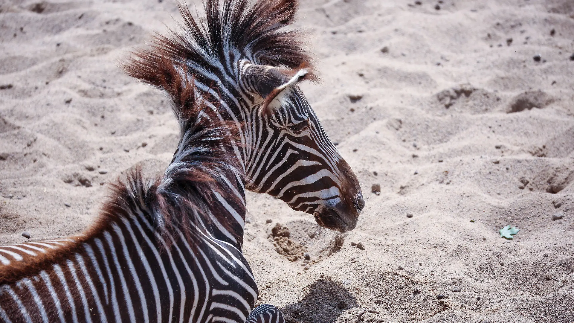 25.05.2023, Sachsen, Leipzig: Ein Zebra liegt im Sand der Kiwara-Savanne im Leipziger Zoo. Der Leipziger Zoo steht seit einigen Tagen in scharfer Kritik. Dabei geht es auch um einen im März geschlachteten Zebra-Hengst, der vor Besucherinnen und Besuchern an Löwen verfüttert wurde. Vor der Tötung des 15 Jahre alten Tiers habe der Zoo ein Jahr lang versucht, den Hengst anderweitig unterzubringen. Dem Zoo nach ist in diesen Fällen die letzte Option, das Tier zu töten und dann an Raubtiere verfüttern. Foto: Jan Woitas/dpa +++ dpa-Bildfunk +++