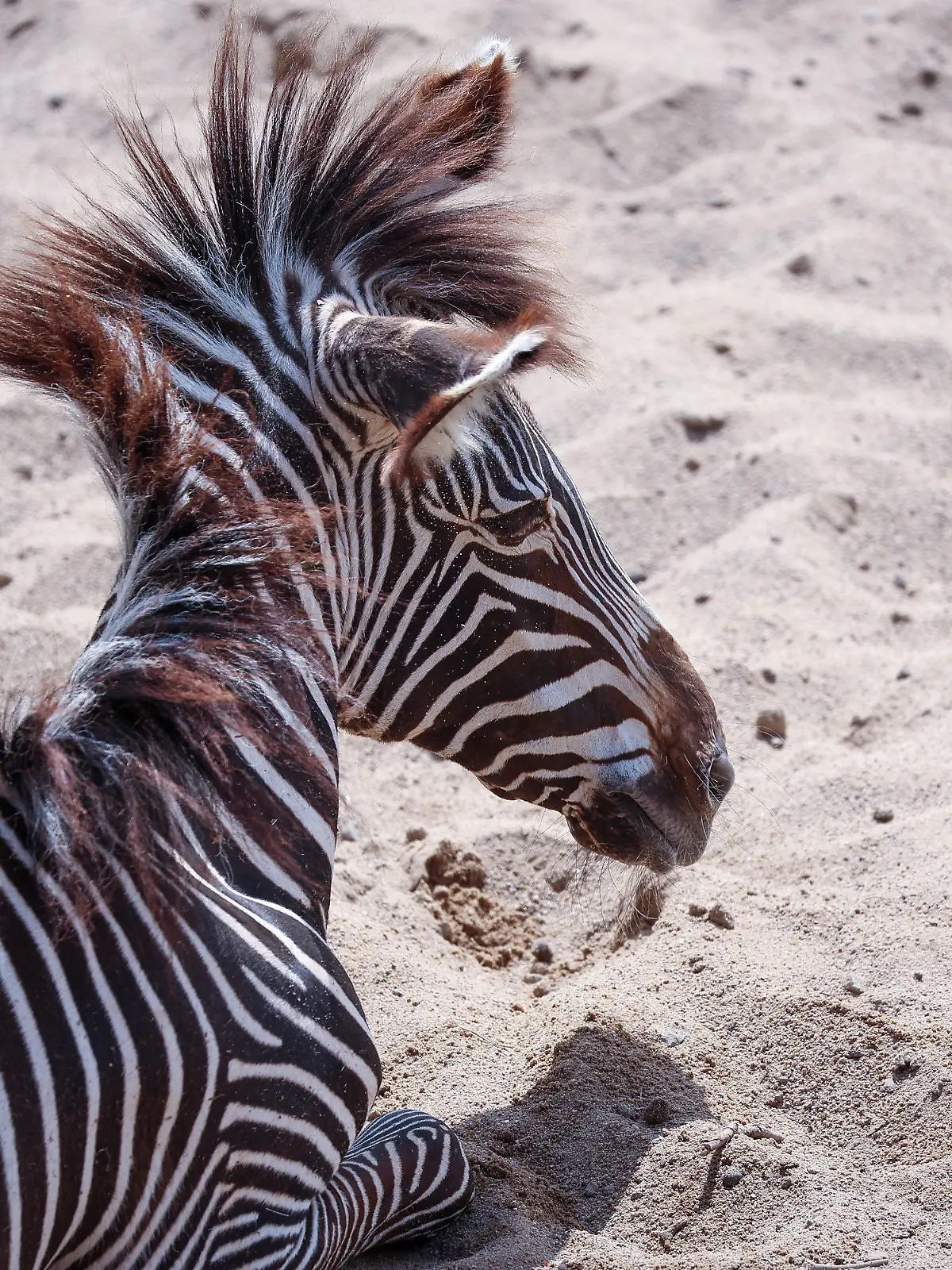 25.05.2023, Sachsen, Leipzig: Ein Zebra liegt im Sand der Kiwara-Savanne im Leipziger Zoo. Der Leipziger Zoo steht seit einigen Tagen in scharfer Kritik. Dabei geht es auch um einen im März geschlachteten Zebra-Hengst, der vor Besucherinnen und Besuchern an Löwen verfüttert wurde. Vor der Tötung des 15 Jahre alten Tiers habe der Zoo ein Jahr lang versucht, den Hengst anderweitig unterzubringen. Dem Zoo nach ist in diesen Fällen die letzte Option, das Tier zu töten und dann an Raubtiere verfüttern. Foto: Jan Woitas/dpa +++ dpa-Bildfunk +++