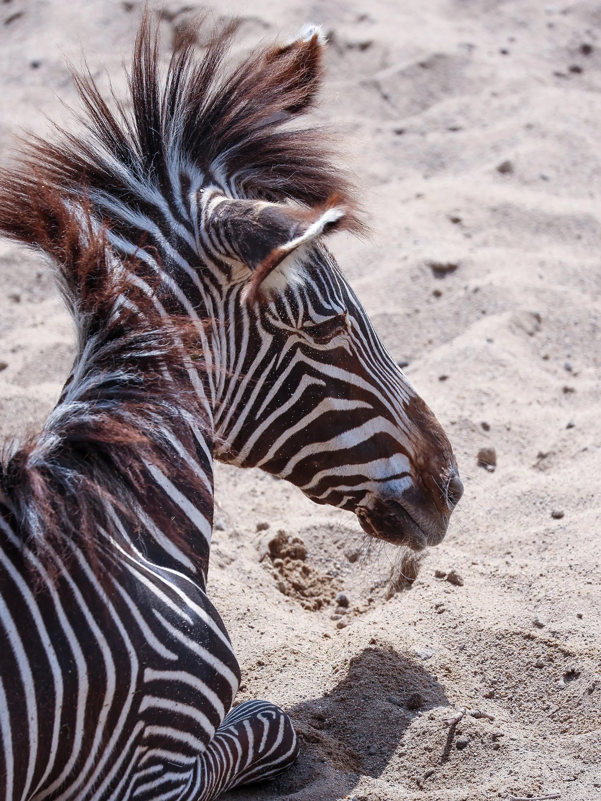 25.05.2023, Sachsen, Leipzig: Ein Zebra liegt im Sand der Kiwara-Savanne im Leipziger Zoo. Der Leipziger Zoo steht seit einigen Tagen in scharfer Kritik. Dabei geht es auch um einen im März geschlachteten Zebra-Hengst, der vor Besucherinnen und Besuchern an Löwen verfüttert wurde. Vor der Tötung des 15 Jahre alten Tiers habe der Zoo ein Jahr lang versucht, den Hengst anderweitig unterzubringen. Dem Zoo nach ist in diesen Fällen die letzte Option, das Tier zu töten und dann an Raubtiere verfüttern. Foto: Jan Woitas/dpa +++ dpa-Bildfunk +++