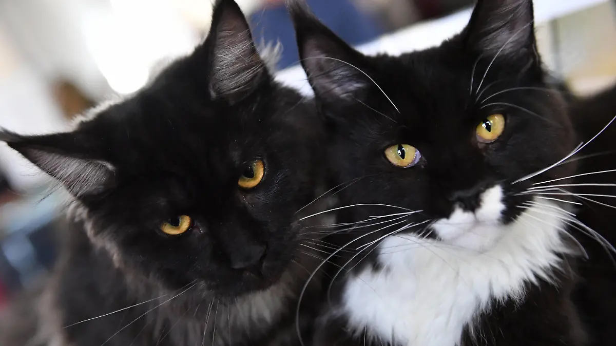  Russia Cats Show 6669012 09.10.2021 Maine Coon cats are displayed at a cats show in Moscow, Russia. Natalia Seliverstova / Sputnik Moscow Russia PUBLICATIONxINxGERxSUIxAUTxONLY Copyright: xNataliaxSeliverstovax