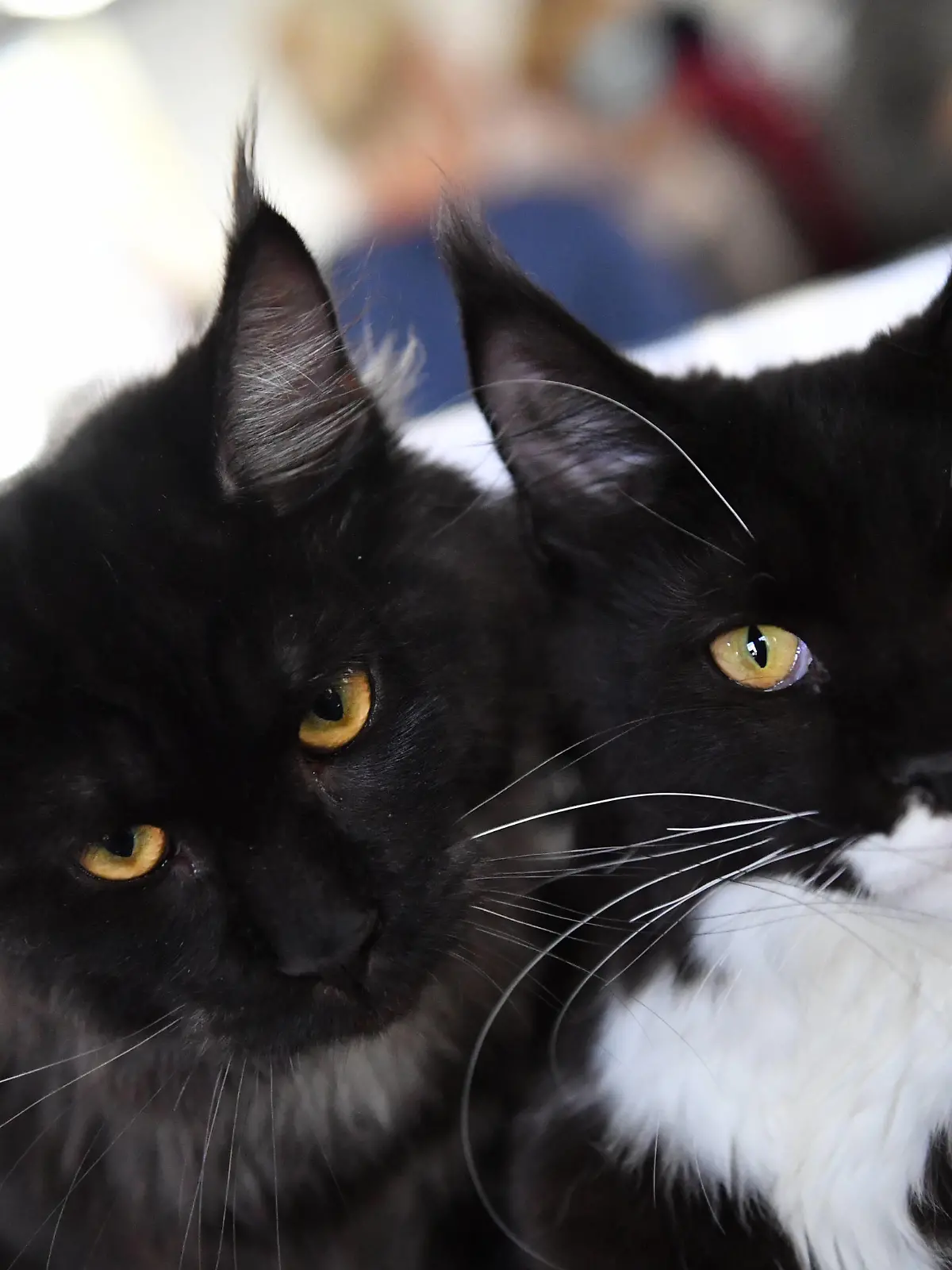  Russia Cats Show 6669012 09.10.2021 Maine Coon cats are displayed at a cats show in Moscow, Russia. Natalia Seliverstova / Sputnik Moscow Russia PUBLICATIONxINxGERxSUIxAUTxONLY Copyright: xNataliaxSeliverstovax