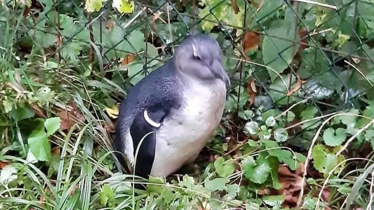 in Salzburg ist ein Brillenpinguin aus seinem Gehege verschwunden. Der Zoo geht von einem Diebstahl aus.