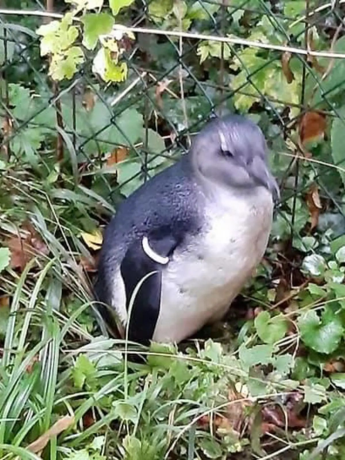 in Salzburg ist ein Brillenpinguin aus seinem Gehege verschwunden. Der Zoo geht von einem Diebstahl aus.