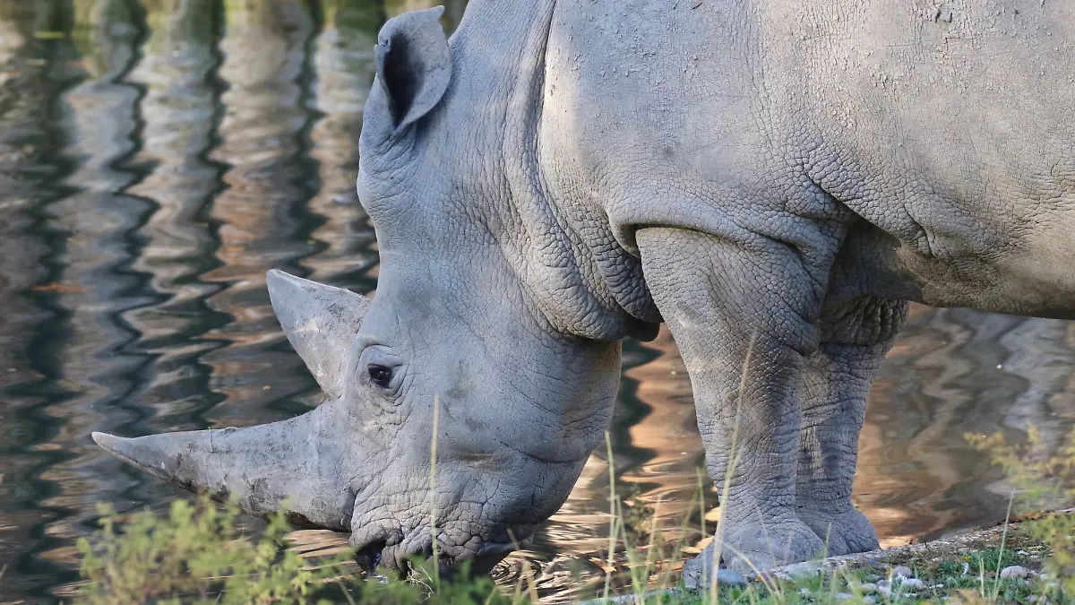 A handout photograph realesed by the zoo "Parco Natura Viva", on October 12, 2021 shows Toby, the world's oldest white rhino, in its enclosure at the at the zoo in Bussolengo, near Verona, in northern Italy, on October 23, 2017. - Toby, the world's oldest white rhino, has died at the age of 54 in a zoo in northern Italy, a spokeswoman for the establishment said October 12, 2021. "Nonno Toby" (Grandpa Toby) passed away on October 6, Elisa Livia Pennacchioni of the Parco Natura Viva, a zoo near the northern city of Verona, told AFP. Toby will be embalmed and put on display at the MuSe science museum in Trento, where he will join Blanco, a white lion from the zoo who died five years ago, Pennacchioni said. (Photo by Giorgio CORTESE / Parco Natura Viva / AFP) / RESTRICTED TO EDITORIAL USE - MANDATORY CREDIT "AFP PHOTO / Giorgio CORTESE / Parco Natura Viva " - NO MARKETING - NO ADVERTISING CAMPAIGNS - DISTRIBUTED AS A SERVICE TO CLIENTS