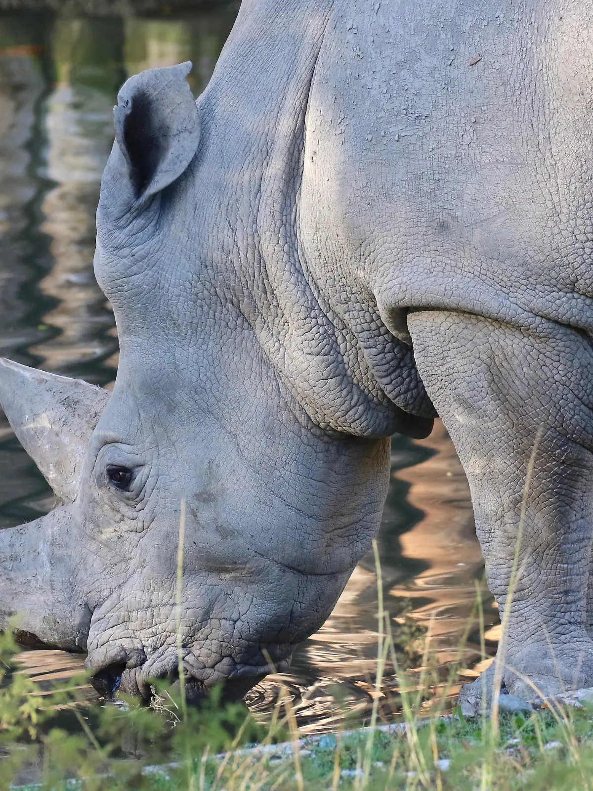 A handout photograph realesed by the zoo "Parco Natura Viva", on October 12, 2021 shows Toby, the world's oldest white rhino, in its enclosure at the at the zoo in Bussolengo, near Verona, in northern Italy, on October 23, 2017. - Toby, the world's oldest white rhino, has died at the age of 54 in a zoo in northern Italy, a spokeswoman for the establishment said October 12, 2021. "Nonno Toby" (Grandpa Toby) passed away on October 6, Elisa Livia Pennacchioni of the Parco Natura Viva, a zoo near the northern city of Verona, told AFP. Toby will be embalmed and put on display at the MuSe science museum in Trento, where he will join Blanco, a white lion from the zoo who died five years ago, Pennacchioni said. (Photo by Giorgio CORTESE / Parco Natura Viva / AFP) / RESTRICTED TO EDITORIAL USE - MANDATORY CREDIT "AFP PHOTO / Giorgio CORTESE / Parco Natura Viva " - NO MARKETING - NO ADVERTISING CAMPAIGNS - DISTRIBUTED AS A SERVICE TO CLIENTS