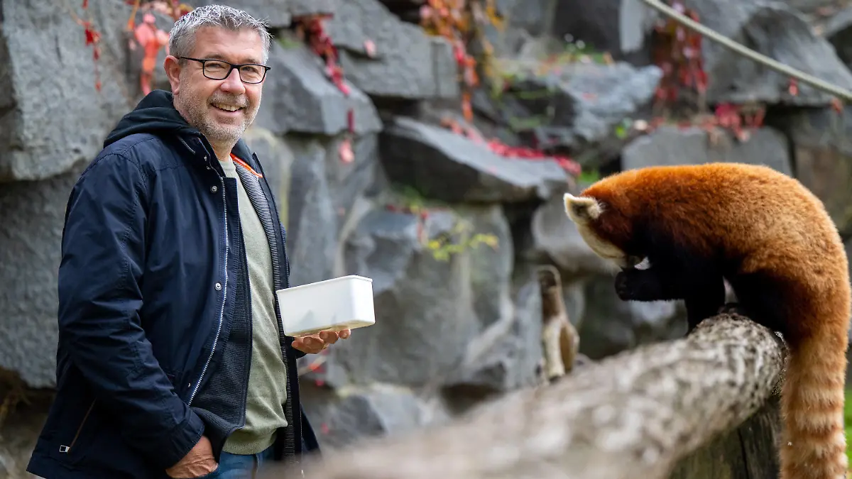 dpatopbilder - 11.10.2021, Berlin: Urs Fischer, Cheftrainer von Union Berlin, füttert beim Besuch im Berliner Tierpark einen erwachsenen roten Panda. Das am 28. Juni geborene Jungtier wird auf den Namen Urs getauft. Foto: Monika Skolimowska/dpa-Zentralbild/dpa +++ dpa-Bildfunk +++