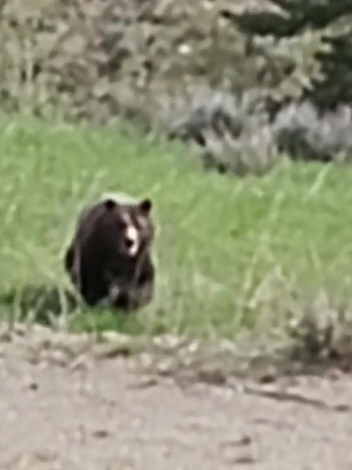 Justin Hayward und seine Tochter Lauren (13) sind gerade auf dem Heimweg, als sie plötzlich einen Grizzlybären entdecken. Sie wollen ihn fotografieren, doch plötzlich sprintet der Bär direkt auf sie zu. Wie die beiden den Schock verkraftet haben und ob sie unbeschadet davon kommen sehen Sie im Video.