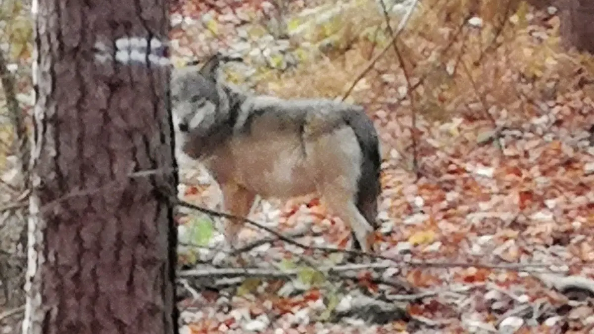 ARCHIV - 01.12.2018, Nordrhein-Westfalen, Hünxe: Ein Wolf steht im Wald bei Hünxe am Niederrhein. Weidetierhalter und Bauern am Niederrhein haben angesichts des Wolfsnachwuchses im Kreis Wesel dringend Schutz für ihre Tiere gefordert. (zu dpa: «Wolfsnachwuchs im Kreis Wesel - Weidetierhalter fordern Schutz») Foto: Sabine Baschke/dpa +++ dpa-Bildfunk +++