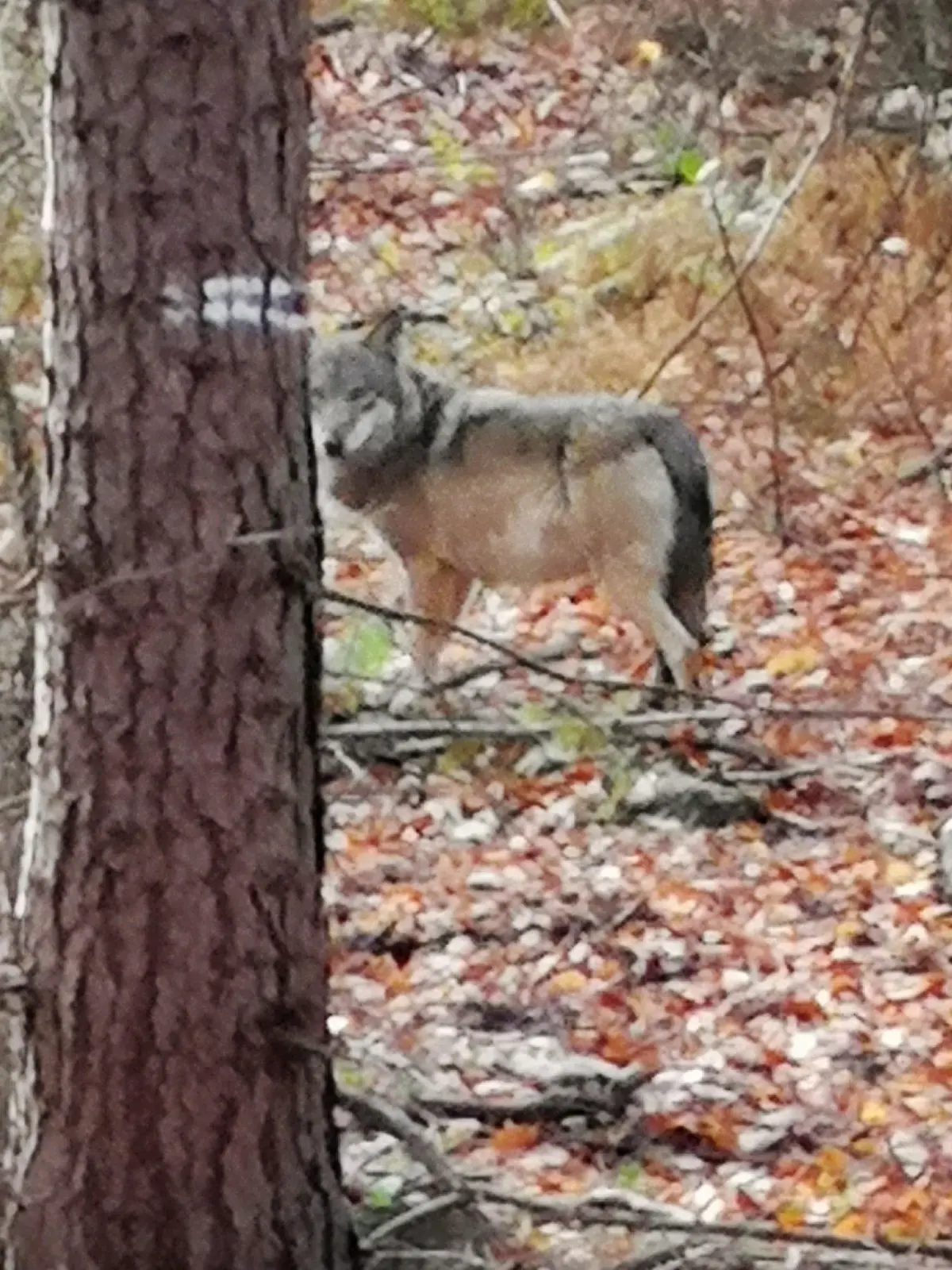 ARCHIV - 01.12.2018, Nordrhein-Westfalen, Hünxe: Ein Wolf steht im Wald bei Hünxe am Niederrhein. Weidetierhalter und Bauern am Niederrhein haben angesichts des Wolfsnachwuchses im Kreis Wesel dringend Schutz für ihre Tiere gefordert. (zu dpa: «Wolfsnachwuchs im Kreis Wesel - Weidetierhalter fordern Schutz») Foto: Sabine Baschke/dpa +++ dpa-Bildfunk +++