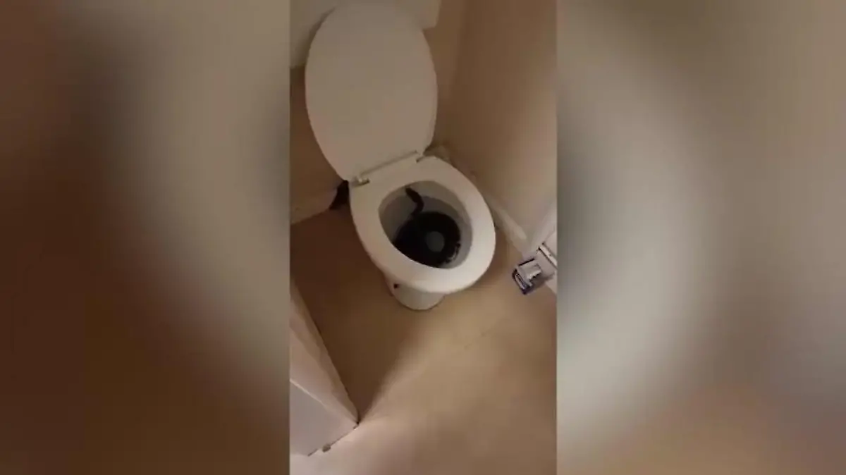 Schlange in Toilette