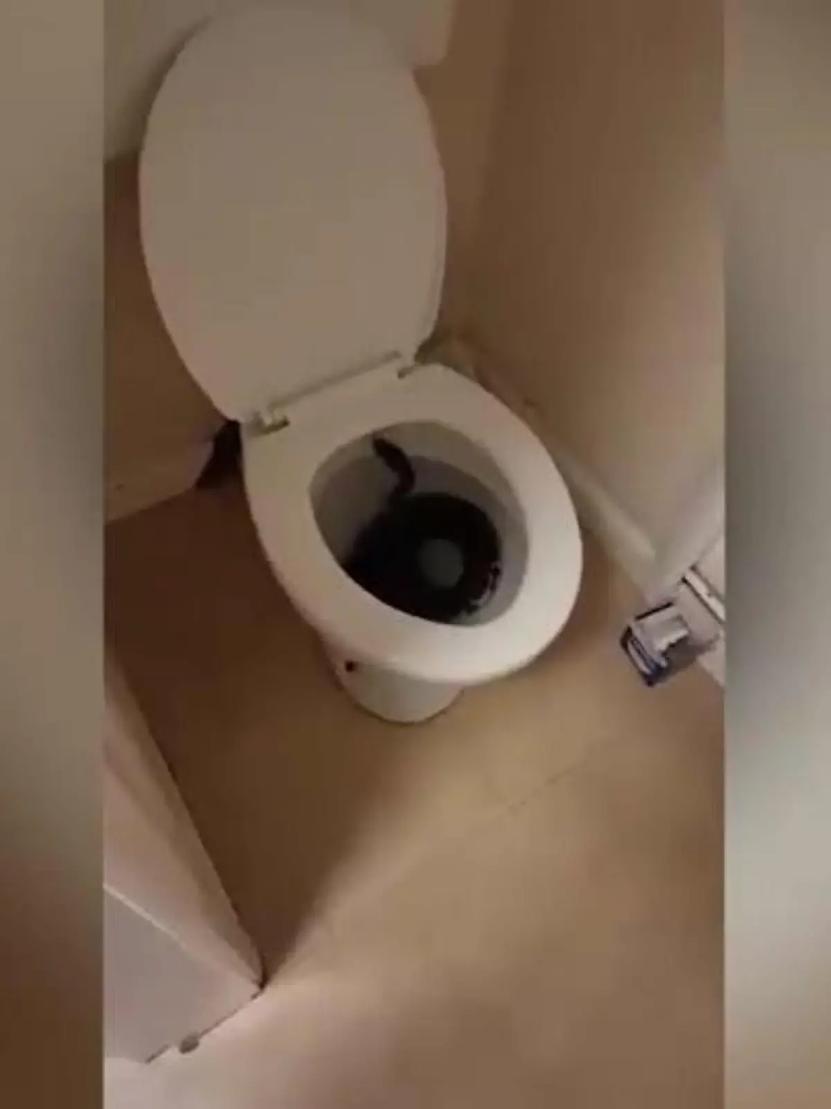 Schlange in Toilette
