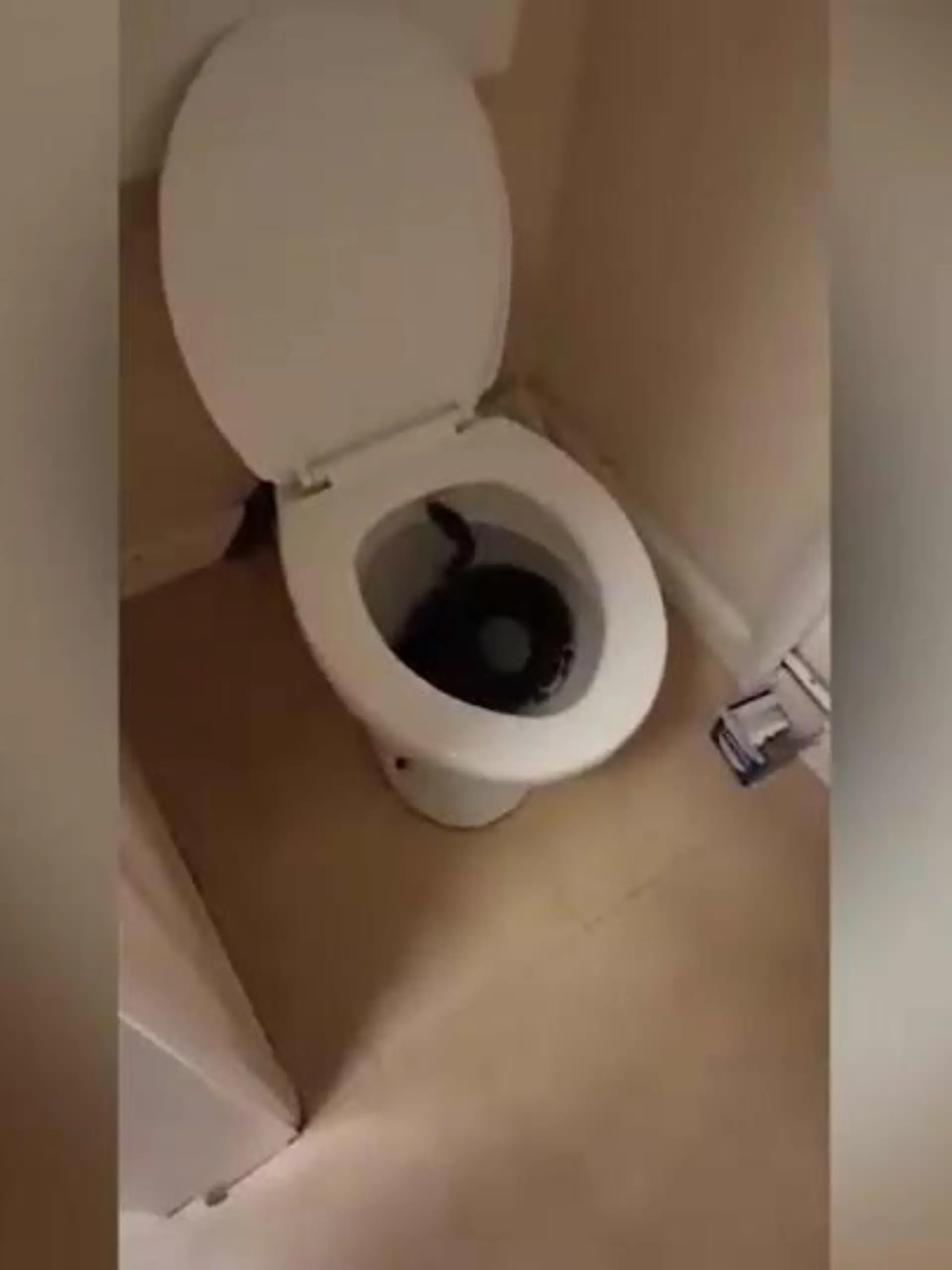 Schlange in Toilette