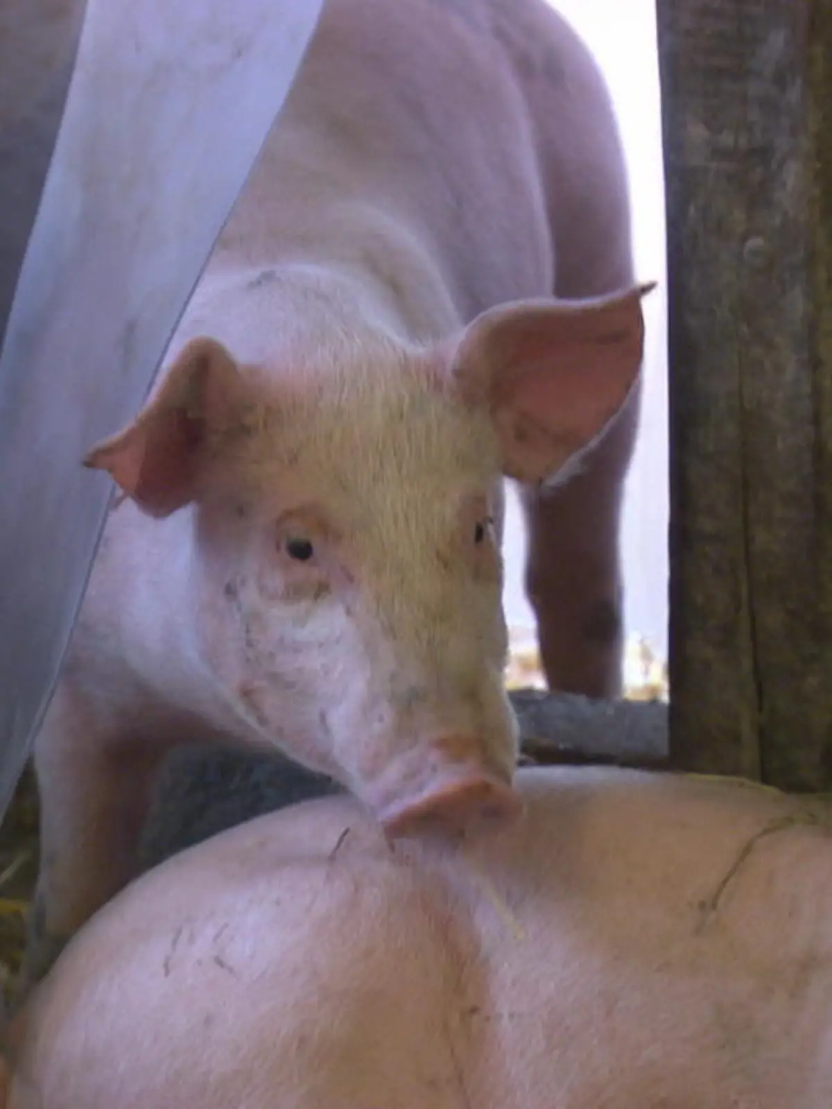 Bild zu: "Kunden schauen in Schweinestall"