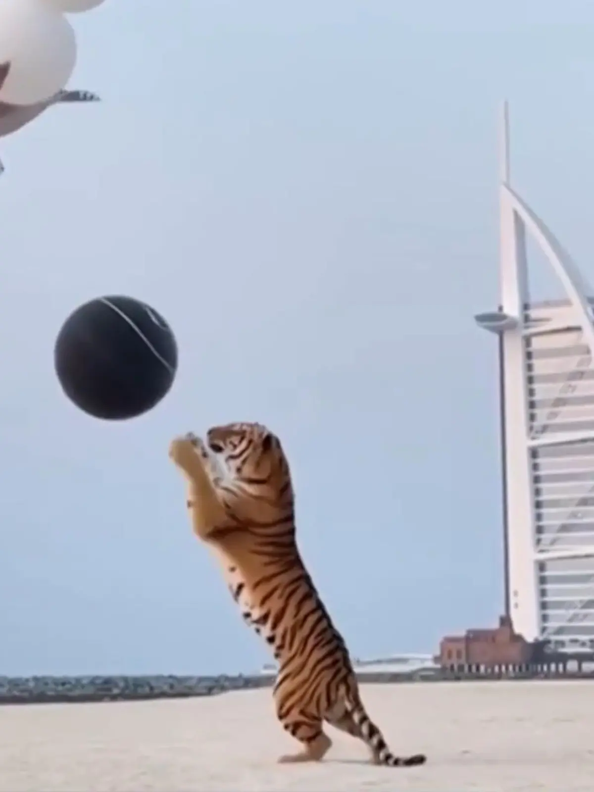 Bild zu: "Tiger verrät das Geschlecht des Kindes"