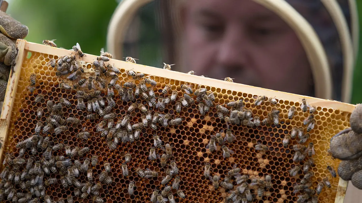 ARCHIV - 21.06.2021, Niedersachsen, Osnabrück: Ein Imker hält eine Bienenwabe in den Händen. Deutschlands Imker haben in diesem Jahr deutlich weniger Honig eingeholt als in den Vorjahren. (zu dpa «Zu verregnet zum Nektarsuchen: Honigernte fällt mickrig aus») Foto: Friso Gentsch/dpa +++ dpa-Bildfunk +++