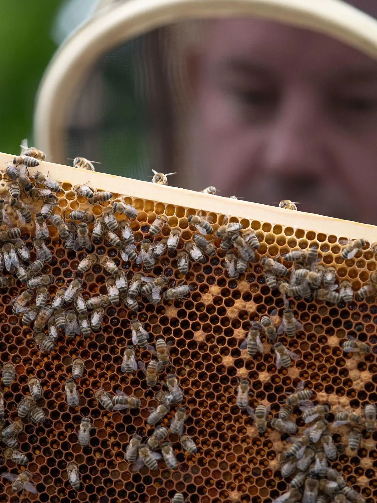 ARCHIV - 21.06.2021, Niedersachsen, Osnabrück: Ein Imker hält eine Bienenwabe in den Händen. Deutschlands Imker haben in diesem Jahr deutlich weniger Honig eingeholt als in den Vorjahren. (zu dpa «Zu verregnet zum Nektarsuchen: Honigernte fällt mickrig aus») Foto: Friso Gentsch/dpa +++ dpa-Bildfunk +++