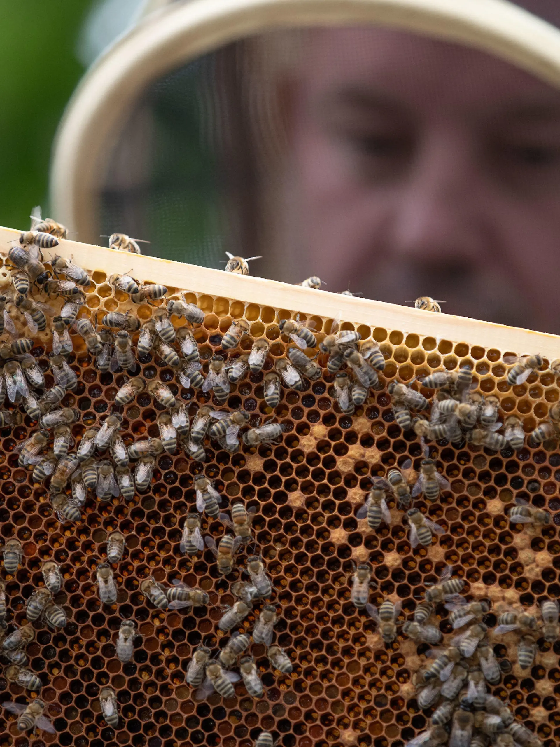 ARCHIV - 21.06.2021, Niedersachsen, Osnabrück: Ein Imker hält eine Bienenwabe in den Händen. Deutschlands Imker haben in diesem Jahr deutlich weniger Honig eingeholt als in den Vorjahren. (zu dpa «Zu verregnet zum Nektarsuchen: Honigernte fällt mickrig aus») Foto: Friso Gentsch/dpa +++ dpa-Bildfunk +++