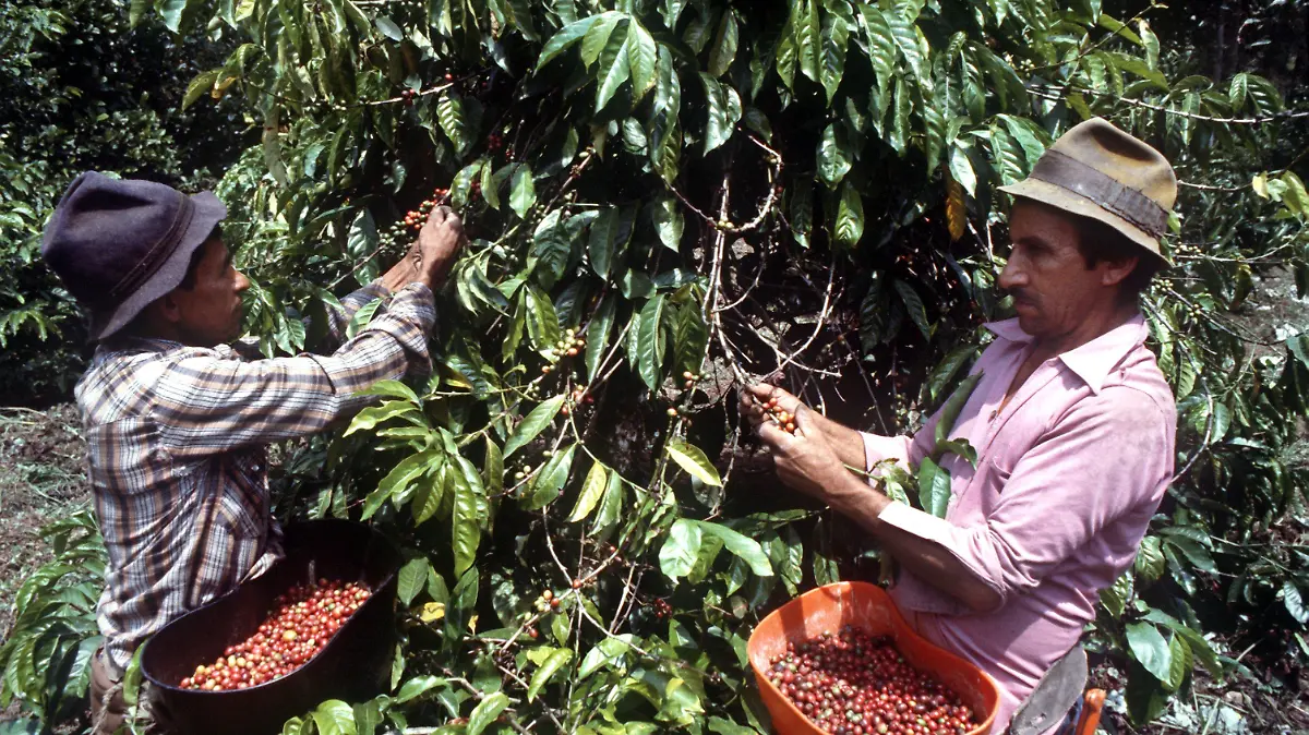 Zwei Erntehelfer pflücken die roten Kaffeekirschen auf einer Plantage des Kaffeeforschungszentrums in Pereira/Chinchina. (undatierte Aufnahme)