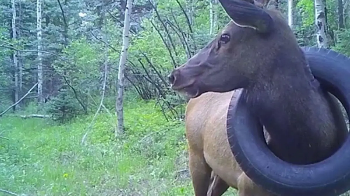 Das erste Mal war der Wapiti-Hirsch im Juli 2019 mit dem Reifen um den Hals gesichtet worden.