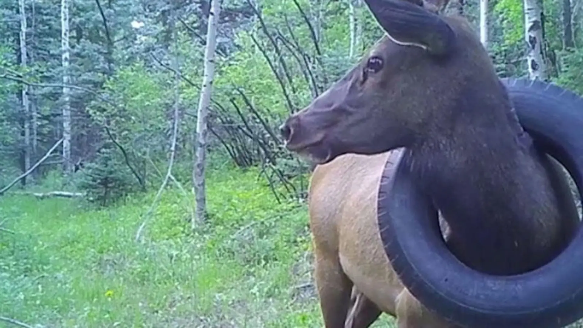 Das erste Mal war der Wapiti-Hirsch im Juli 2019 mit dem Reifen um den Hals gesichtet worden.