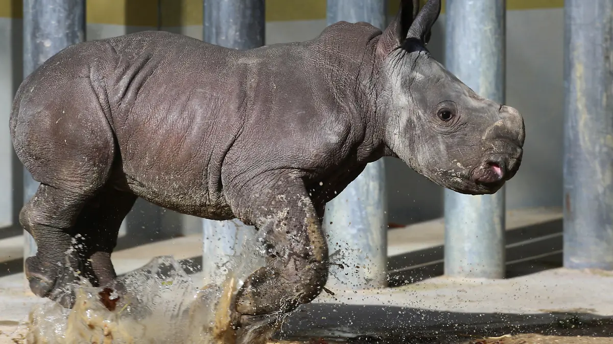 Das Nashornbaby "Kibo" läuft am 22.02.2016 durch eine Pfütze in einem Freigehege im Zoo von Augsburg (Bayern). Bei einem Pressetermin wurde das rund zwei Wochen alte männliche Tier der Öffentlichkeit präsentiert. Foto: Karl-Josef Hildenbrand /dpa