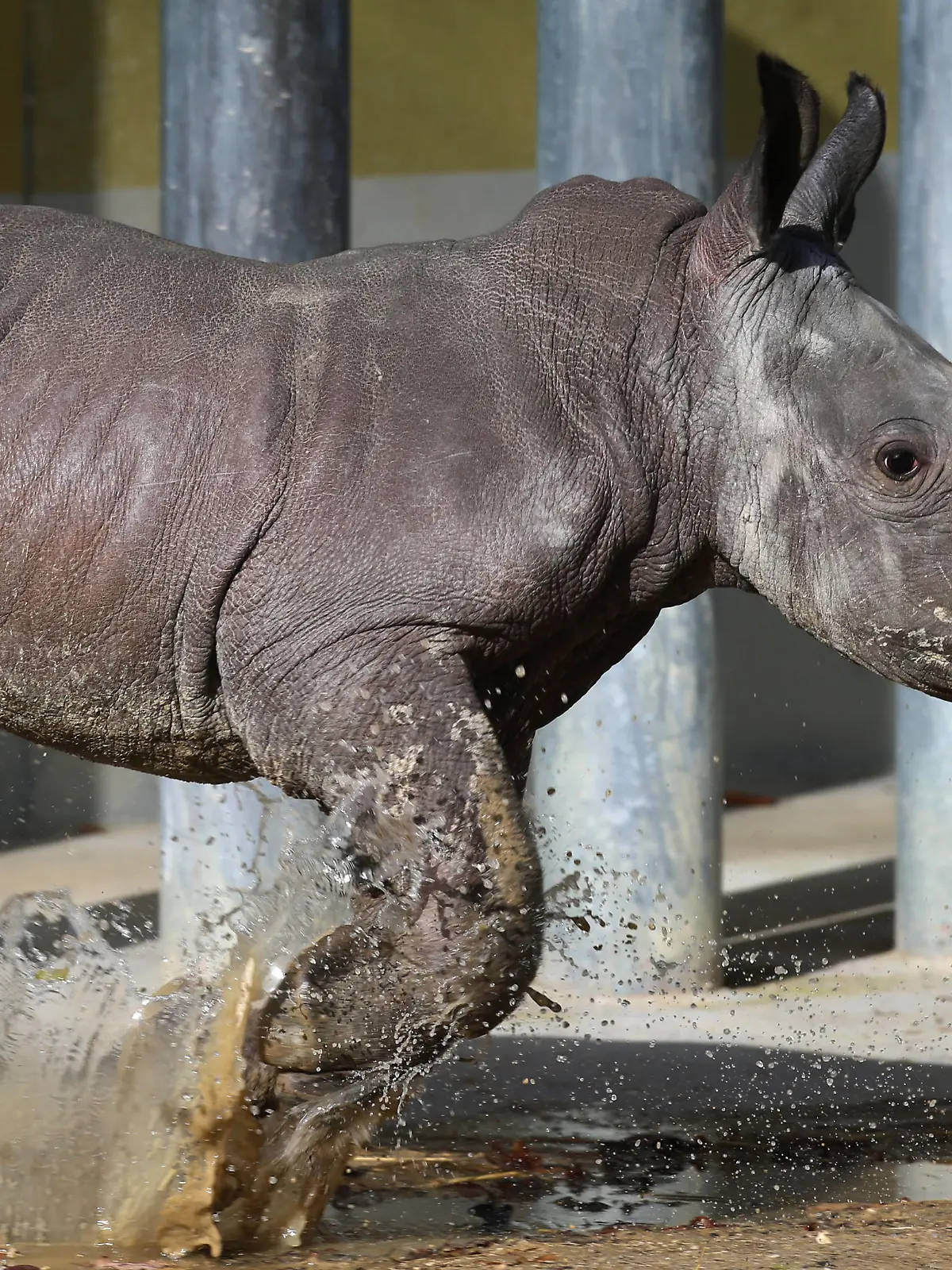 Das Nashornbaby "Kibo" läuft am 22.02.2016 durch eine Pfütze in einem Freigehege im Zoo von Augsburg (Bayern). Bei einem Pressetermin wurde das rund zwei Wochen alte männliche Tier der Öffentlichkeit präsentiert. Foto: Karl-Josef Hildenbrand /dpa