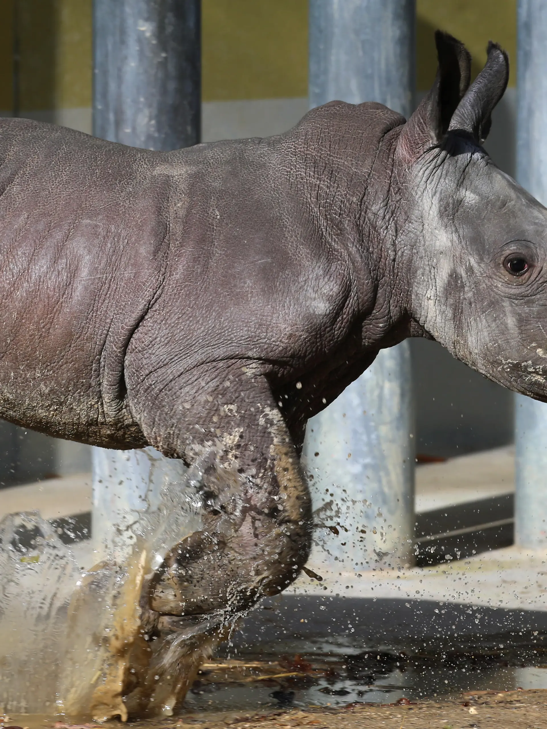 Das Nashornbaby "Kibo" läuft am 22.02.2016 durch eine Pfütze in einem Freigehege im Zoo von Augsburg (Bayern). Bei einem Pressetermin wurde das rund zwei Wochen alte männliche Tier der Öffentlichkeit präsentiert. Foto: Karl-Josef Hildenbrand /dpa