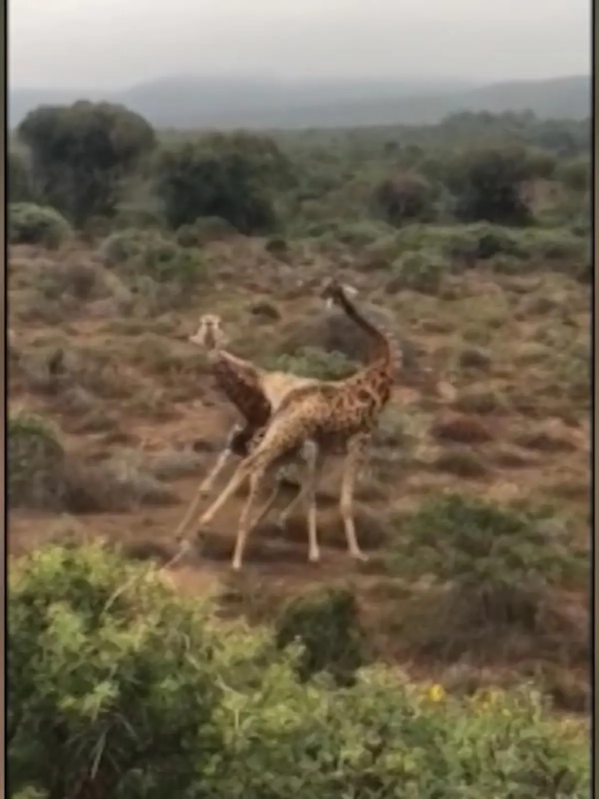 Bei einem Kampf von zwei Giraffen-Bullen, in einem südafrikanischen Reservat, beobachtet ein Ranger eine unglaubliche Kampftaktik des einen Kontrahenten.