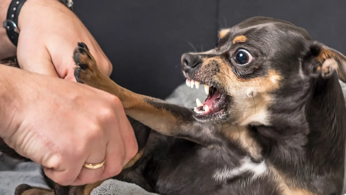 Small dog aggression concept in house scenery