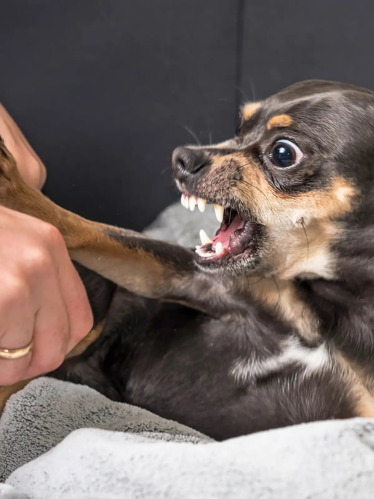 Small dog aggression concept in house scenery