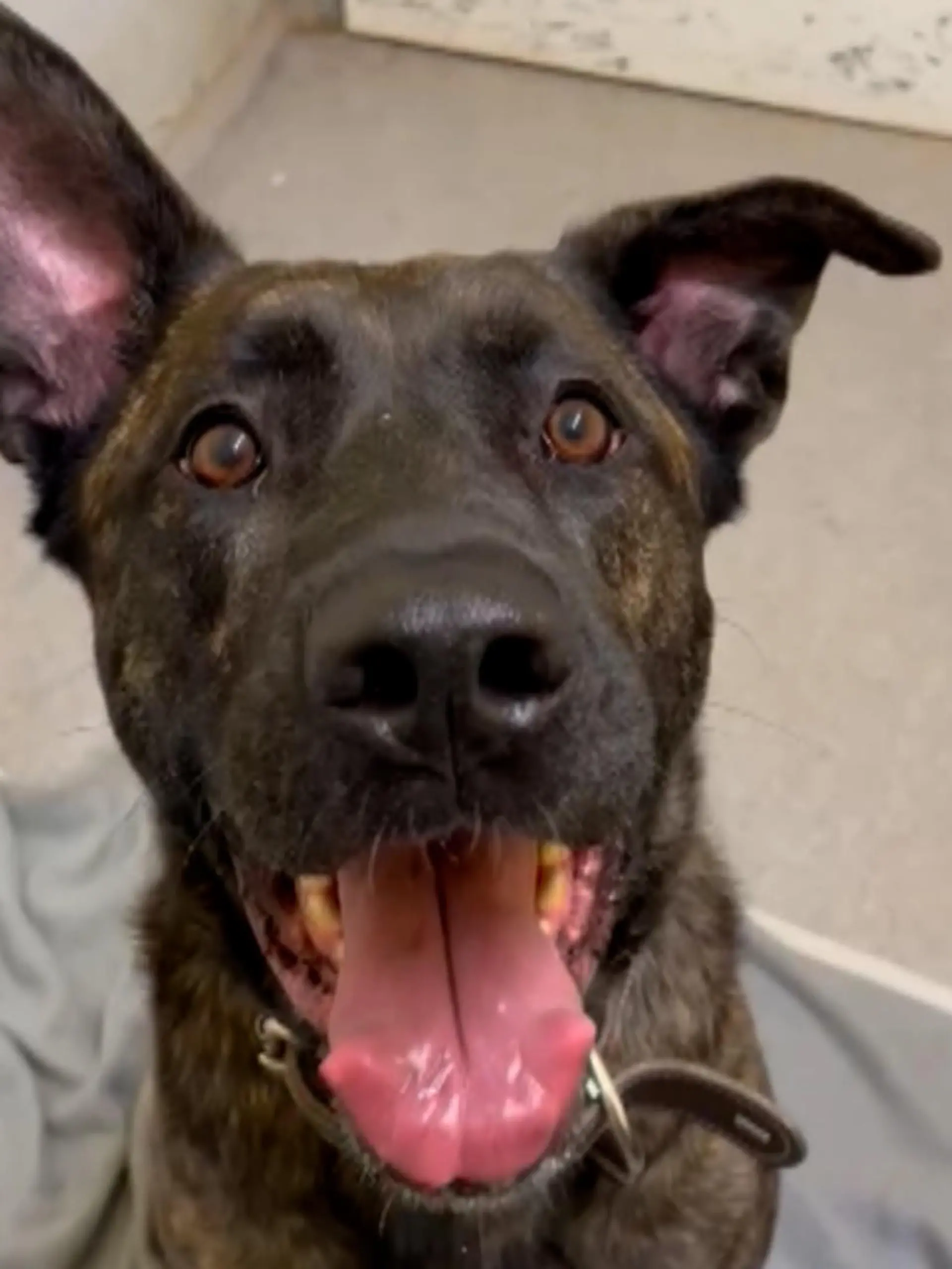 Schnell verbreitet sich das Video von Rüde Jack und sammelt tausende Reaktionen. Das Gießener Tierheim holt den Vierbeiner aus einer verwahrlosten Wohnung im hessischen Grünberg, in der es vor Schmutz, Müll und Fäkalien nur so stank. Der Vermieter und die Nachbarn von Jacks ehemaligem Frauchen haben ihn in der grausamen Zeit versorgt. Von der Besitzerin fehlt bisher jede Spur. Was jedoch feststeht: Die Fellnase sucht nun ein neues Zuhause- eines, in der er sich in Sicherheit fühlt und liebevoll umsorgt wird.