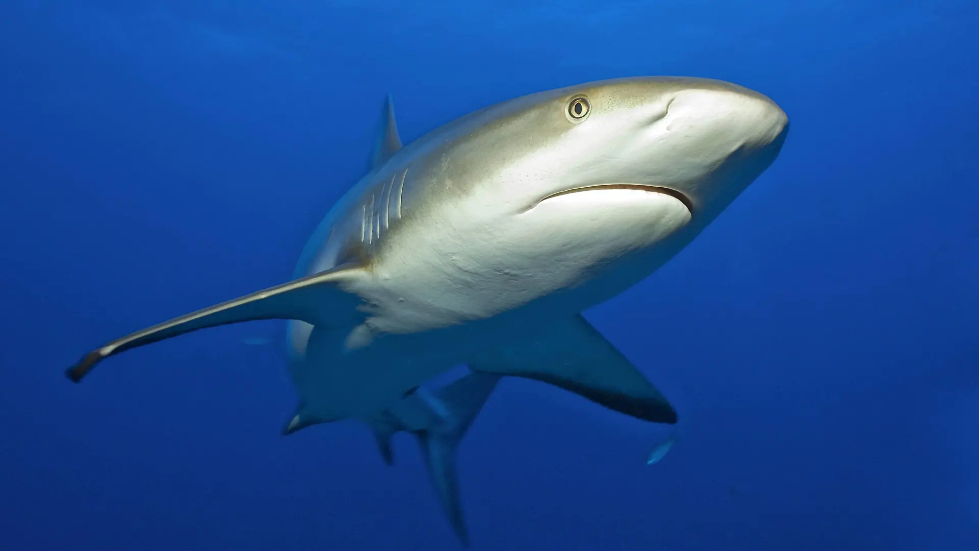Grauer Riffhai, Pazifik, Indischer Ozean, Ozeanien, Rotes Meer, Mikronesien / (Carcharhinus amblyrhynchos) | Verwendung weltweit