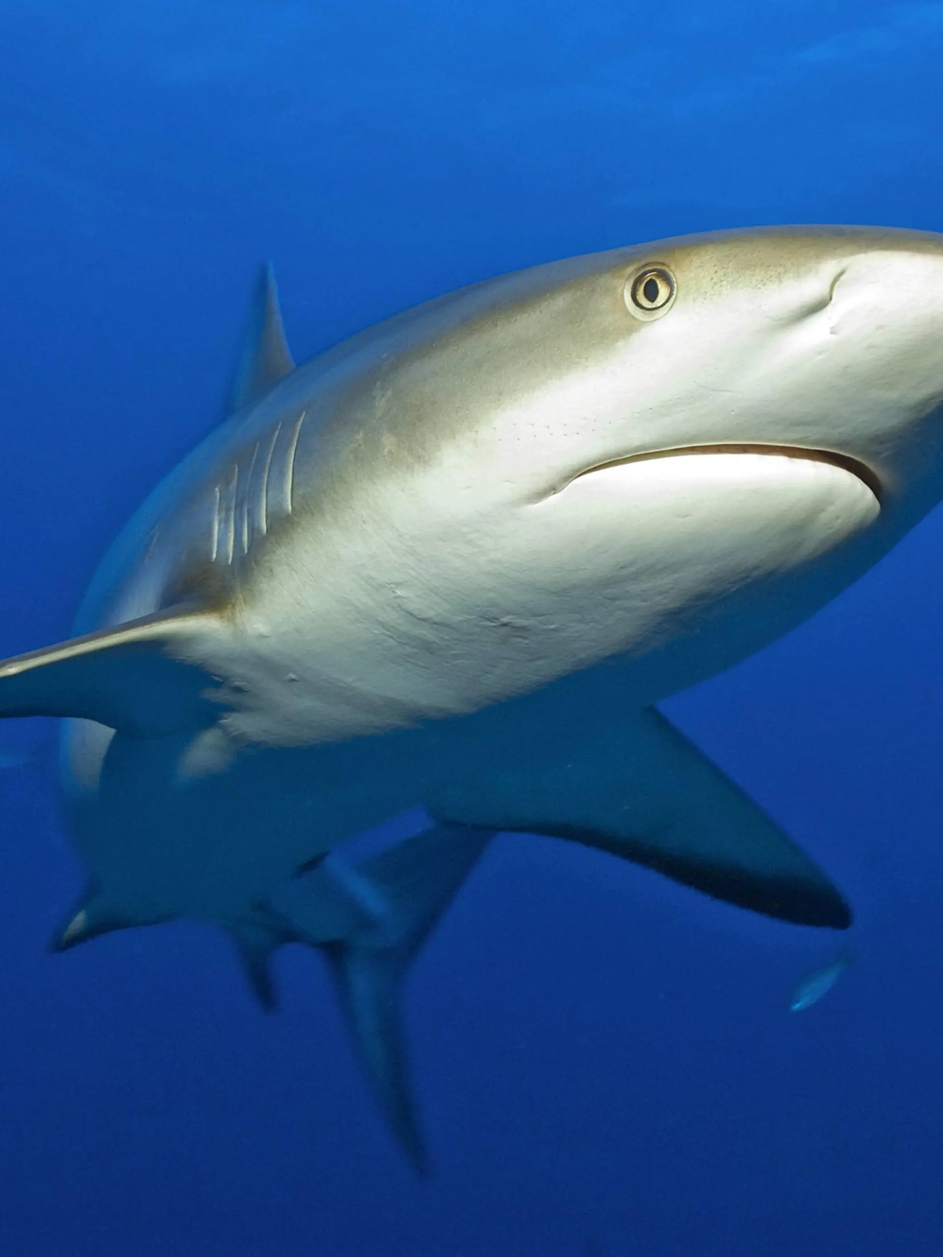 Grauer Riffhai,  Pazifik, Indischer Ozean, Ozeanien, Rotes Meer, Mikronesien / (Carcharhinus amblyrhynchos) | Verwendung weltweit