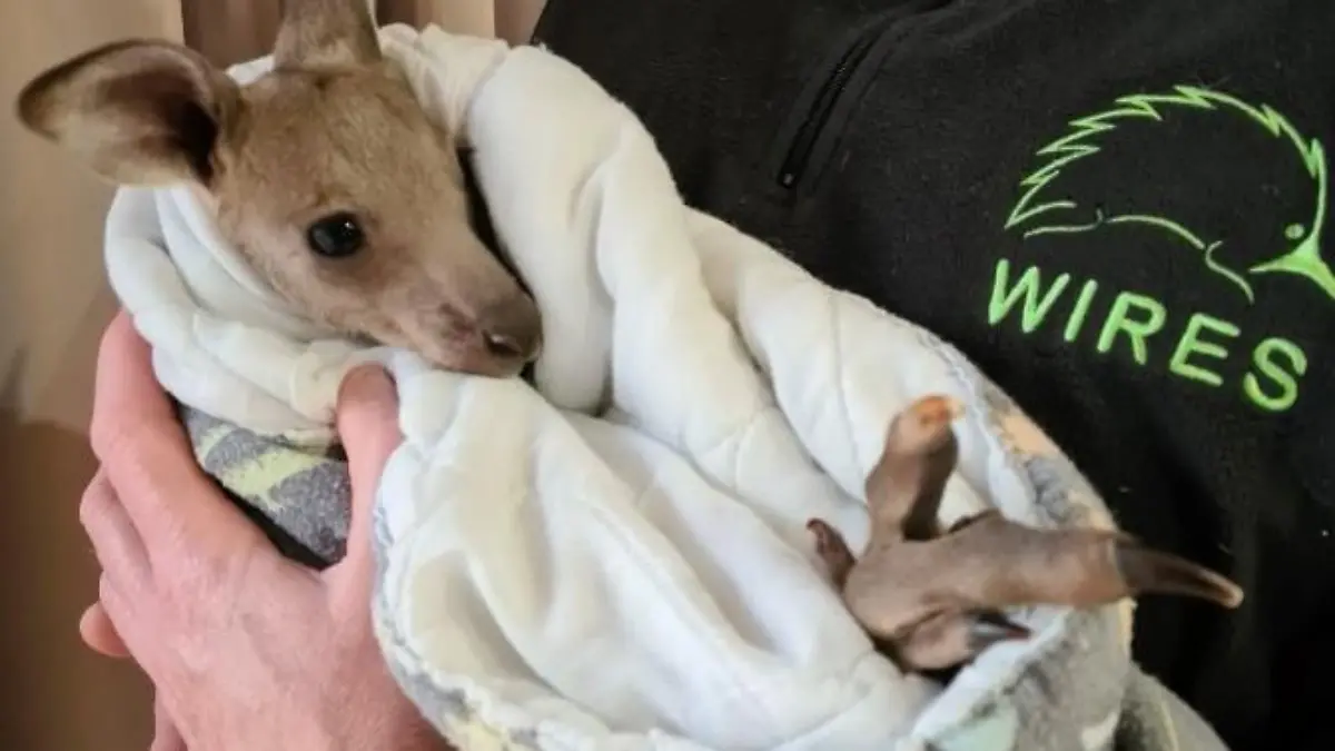Das Känguru "Hope" ist das einzige, welches den Anschlag der 17-Jährigen Jungs überlebt hat.