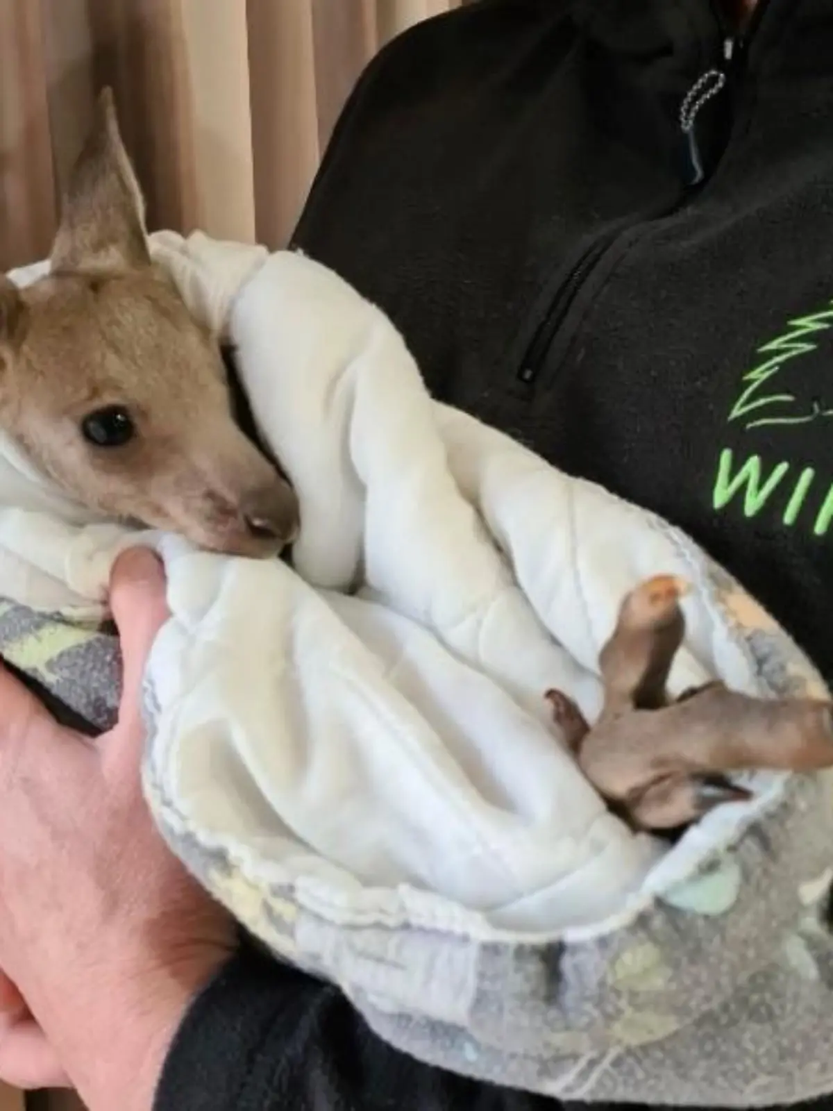 Das Känguru "Hope" ist das einzige, welches den Anschlag der 17-Jährigen Jungs überlebt hat.
