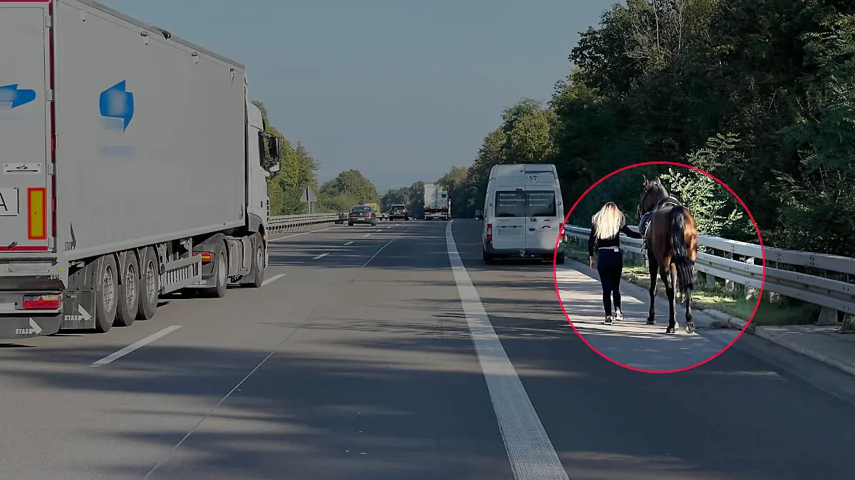 Eine Frau kann das Pferd auf der Autobahn A553 am Seitenstreifen beruhigen.