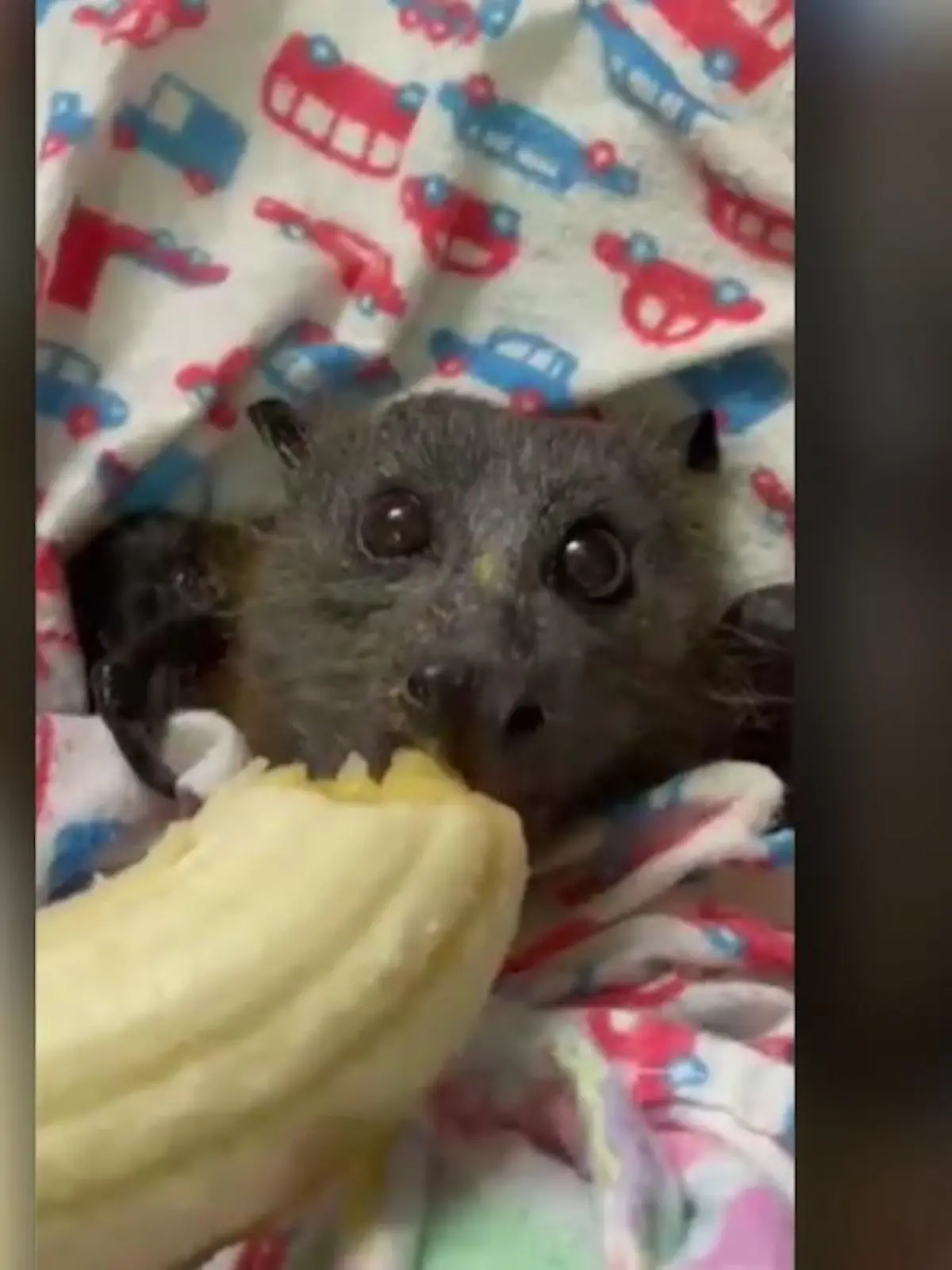 Bild zu: "Tierretter päppeln Flughund wieder auf"