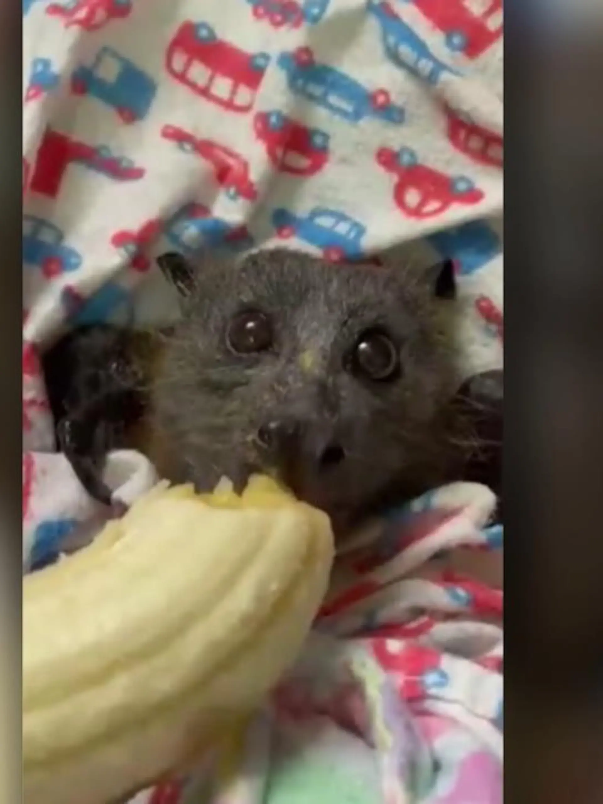 Bild zu: "Tierretter päppeln Flughund wieder auf"
